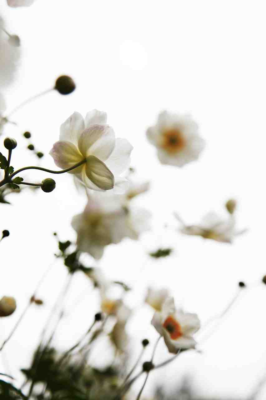 blanc, fleurs, simple